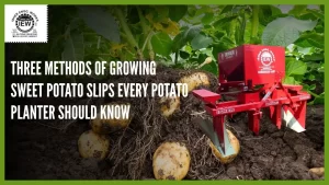 Read more about the article Three Methods of Growing Sweet Potato Slips Every Potato Planter Should Know